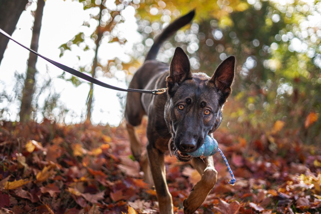 Gallery – D and D K9 Dynamics