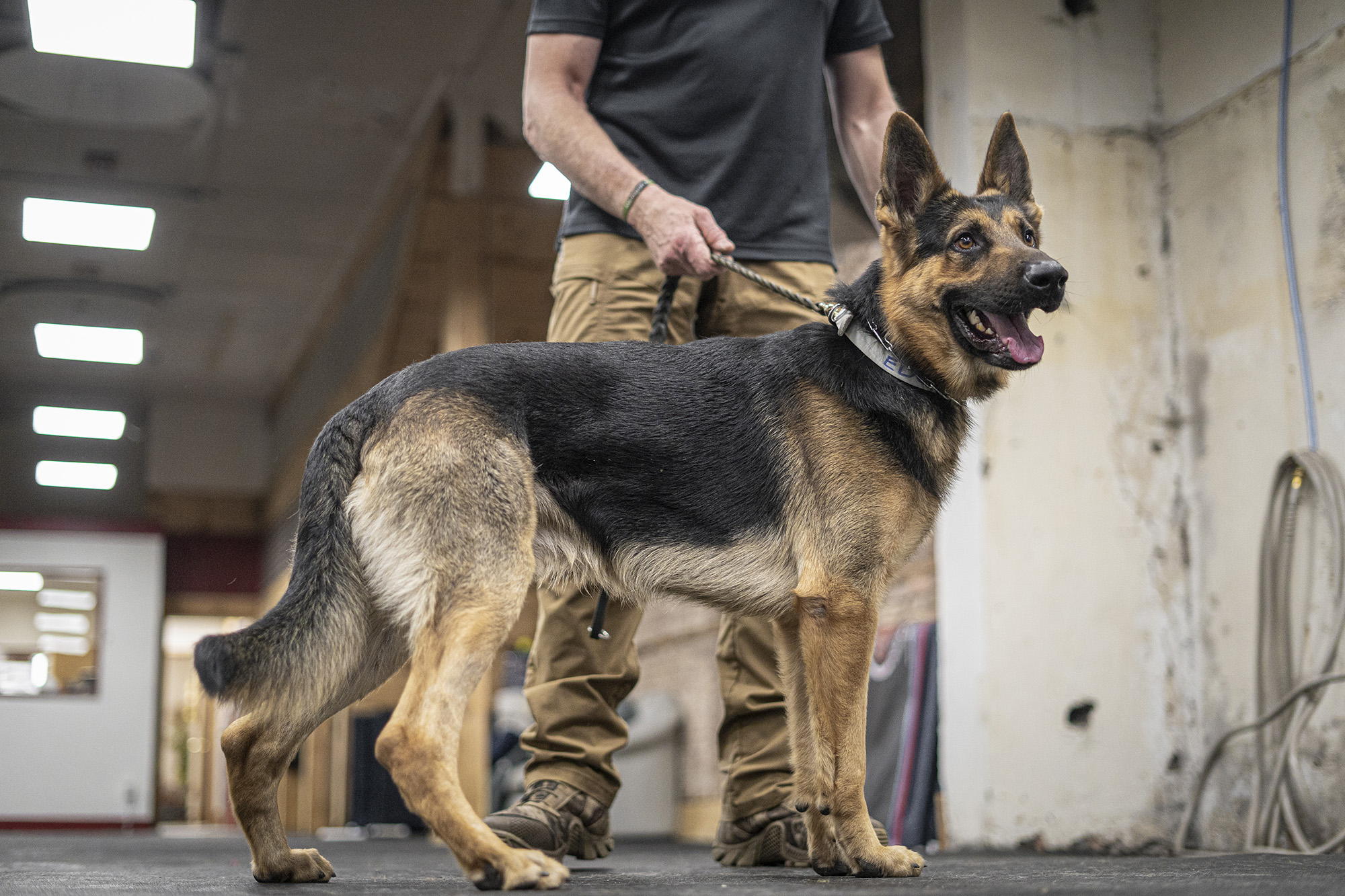 Current Dogs – D and D K9 Dynamics